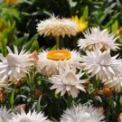 100 Strawflower Seeds - White