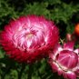 100 Strawflower Seeds - Bright Rose