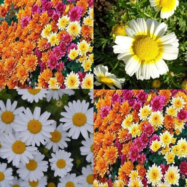50 Multi-Color Ground-cover Chrysanthemum Seeds