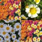 50 Multi-Color Ground-cover Chrysanthemum Seeds