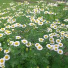 50 Feverfew Seeds Chrysanthemum Seeds