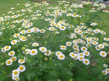 50 Feverfew Seeds Chrysanthemum Seeds