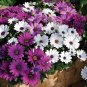 100 White & Purple Mix African Daisy Seeds