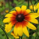 100 Gloriosa Daisy Flower Seeds