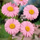 100 Robinson's Rose Daisy Seeds