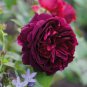 30pcs Rare Seed Twilight Rose Seed Flower Seeds