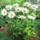 100 Shasta Daisy Chrysanthemum Seeds