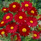 100 Robinson's Red Chrysanthemum Seeds