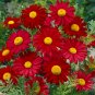 100 Robinson's Red Chrysanthemum Seeds
