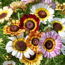 100 Painted Daisy seeds
