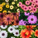 100 Africa Daisy Mix Seeds