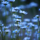 100 Blue Daisy Seeds