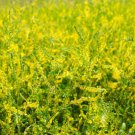 40 Yellow Blossom Sweet Clover - Honey Pollinator