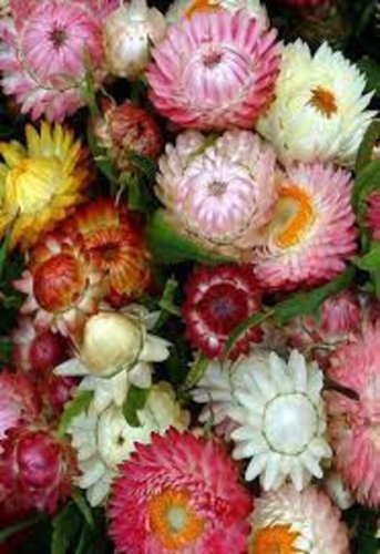 100 Strawflower Tall Mix Seeds - Pink Yellow Orange Red