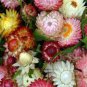 100 Strawflower Tall Mix Seeds - Pink Yellow Orange Red