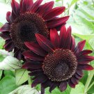 25 Red Hedge Sunflower Seed