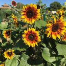 25 Firecracker Sunflower Seed