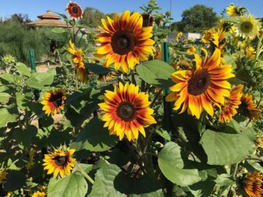 25 Firecracker Sunflower Seed