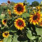 25 Firecracker Sunflower Seed