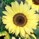 25 Moonshine Sunflower Seeds