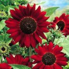 25 Velvet Queen Sunflower Seeds
