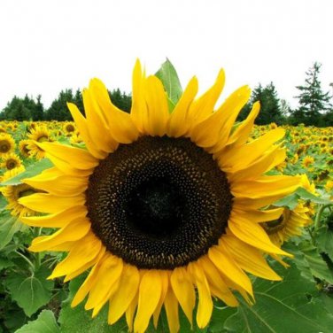 25 Mammoth Grey-Stripe Sunflower Seeds