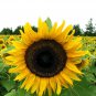 25 Mammoth Grey-Stripe Sunflower Seeds