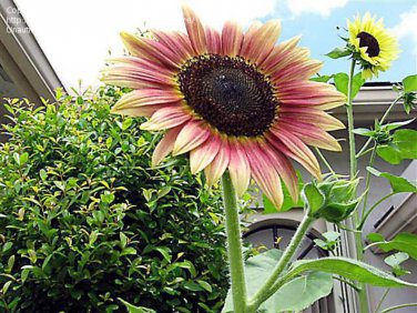25 Strawberry Blonde Sunflower Seed