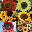25 Formula Mix Sunflower Seed