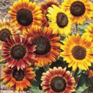 25 Autumn Beauty Sunflower Seed