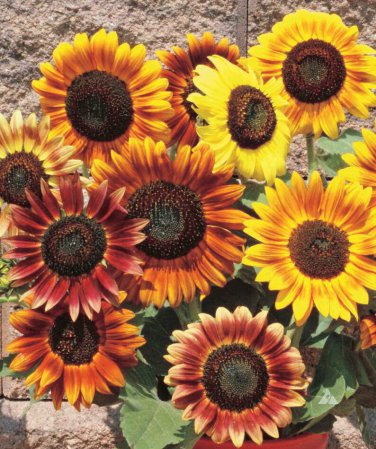 25 Autumn Beauty Sunflower Seed