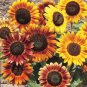 25 Autumn Beauty Sunflower Seed