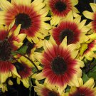 25 Sunflower Magic Roundabout Seeds