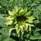 25 Sun-Fill Green Sunflower Seed