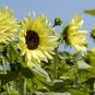 25 Buttercream Sunflower Seed
