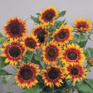 25 Ring of Fire Sunflower Seed