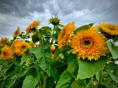 25 Goldy Double Organic Sunflower Seed