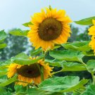 25 Royal Hybrid 1121 Sunflower Seed