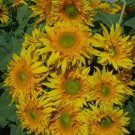 25 Starburst Greenburst Sunflower Seed