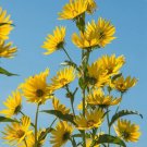 25 Maximilian Sunflower Seeds