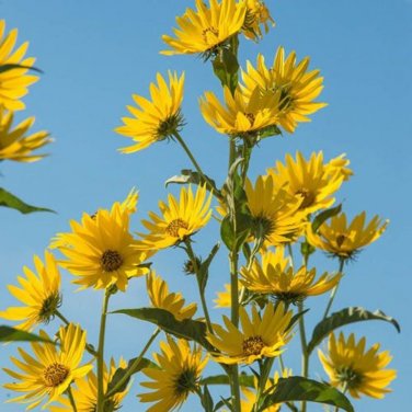 25 Maximilian Sunflower Seeds