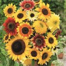 25 Distino Mix (Dwarf) Sunflower Seeds