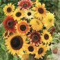 25 Distino Mix (Dwarf) Sunflower Seeds