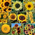 25 Sunflower Mixture Sunflower Seed