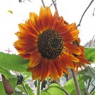 25 Crimson Queen Sunflower Seeds