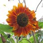 25 Crimson Queen Sunflower Seeds