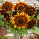 25 Earthwalker Sunflower Seeds