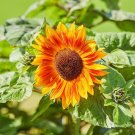 25 Evening Colors Sunflower Seeds