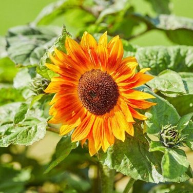 25 Evening Colors Sunflower Seeds