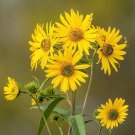 25 Ox Eye Sunflower Seeds